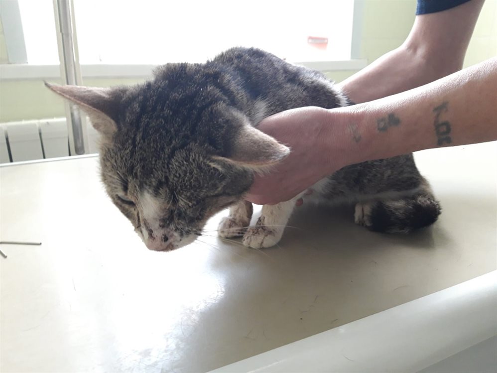«Выбит глаз, отвисла челюсть». Ульяновские ветеринары спасли сбежавшего из дома кота
