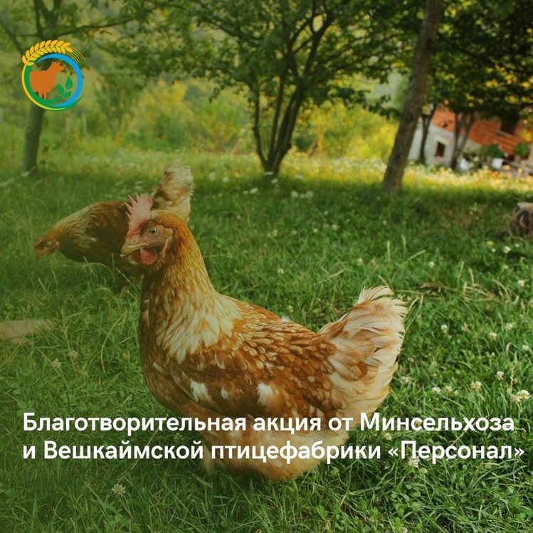 Ульяновские семьи смогут купить курицу по низкой цене