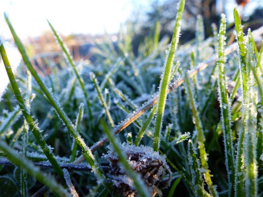 В Ульяновской области в ближайшие три дня ожидаются заморозки