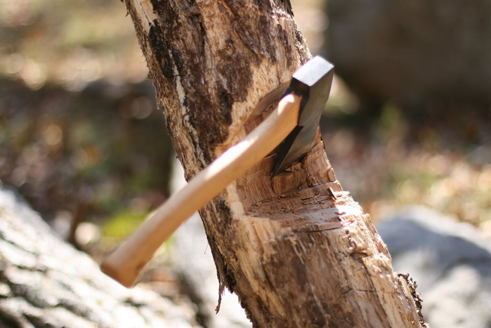 Решил заготовить дрова. Житель села Канадей срубил 25 деревьев