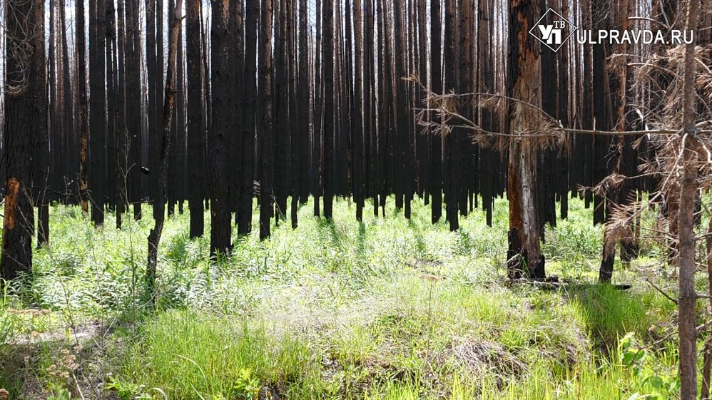 Как в Ульяновской области восстанавливают леса