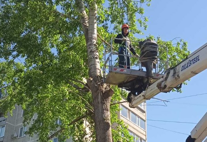 За неделю с улиц Ульяновска убрали 71 опасное дерево