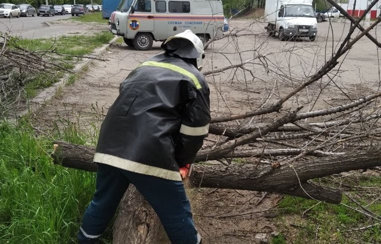 В Ульяновске сильный ветер повалил десять деревьев