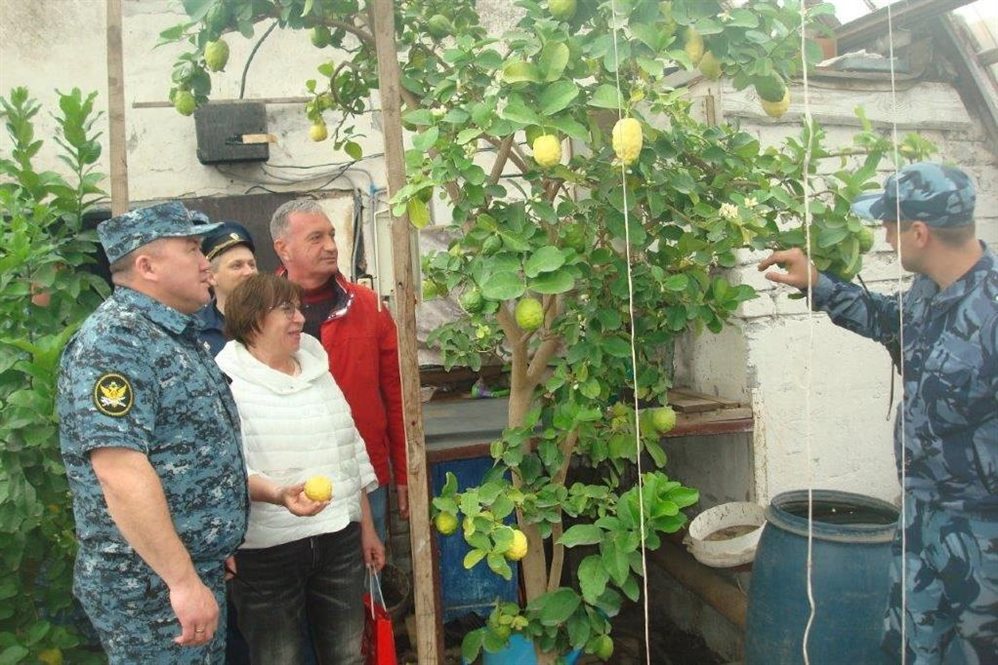 В новоульяновской исправительной колонии вырастили лимонное дерево