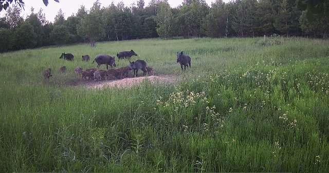 В Ульяновской области с 1 июля началась охота&nbsp;на кабана