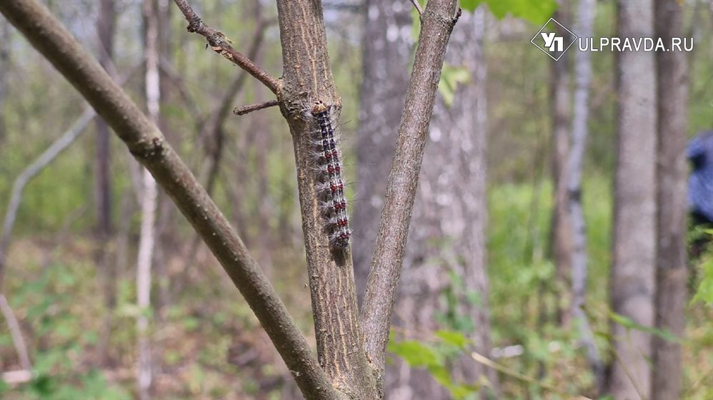 В Ульяновской области прожорливые гусеницы сожрали 2000 га леса