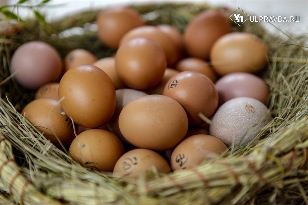 Лучшие в ПФО. В Ульяновской области стали производить больше яиц