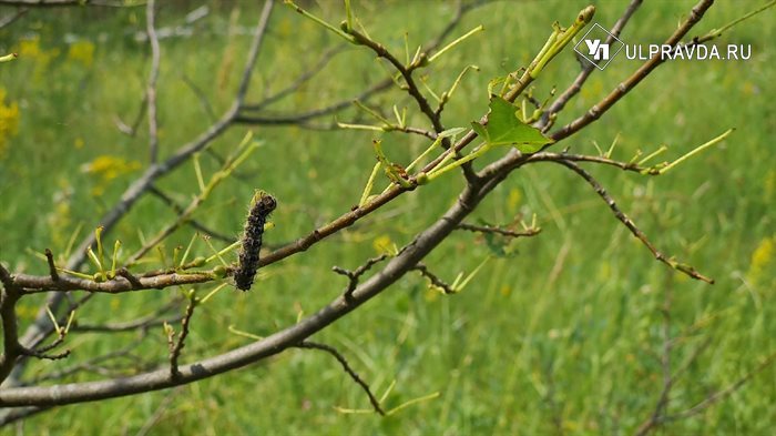 Шелкопряд уничтожает ульяновские поля, минприроды готовится извлекать яйца