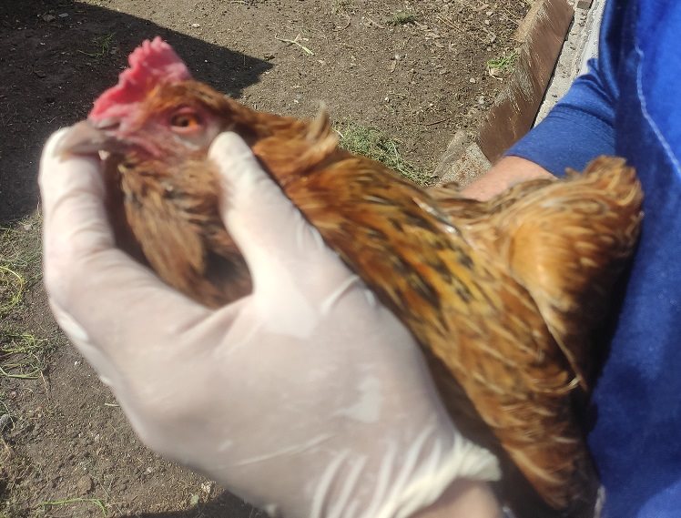 В Самарской области - вспышка птичьего гриппа, в Ульяновской - запретили продавать кур