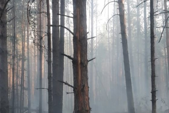 В лесах региона ликвидировали 16 пожаров