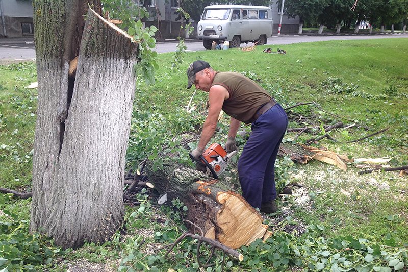 За неделю в Ульяновске снесли 64 опасных дерева