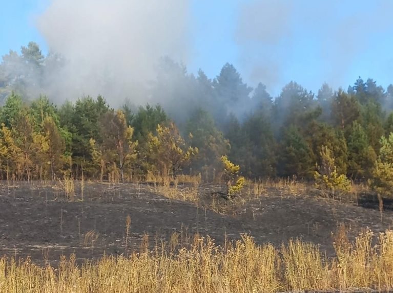 Причиной лесного пожара стала загоревшаяся машина. Подробности ЧП в Новомалыклинском районе