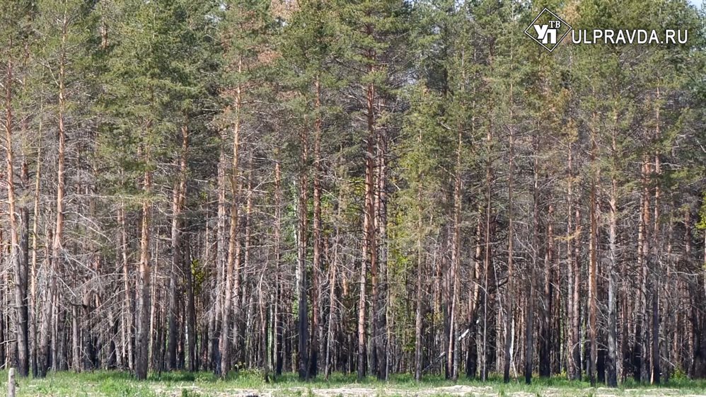 В ульяновском лесу неизвестные вырубили деревья