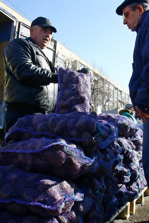 Картошка из пробирки. В Ульяновском районе появится хранилище на 6 тысяч тонн овощей