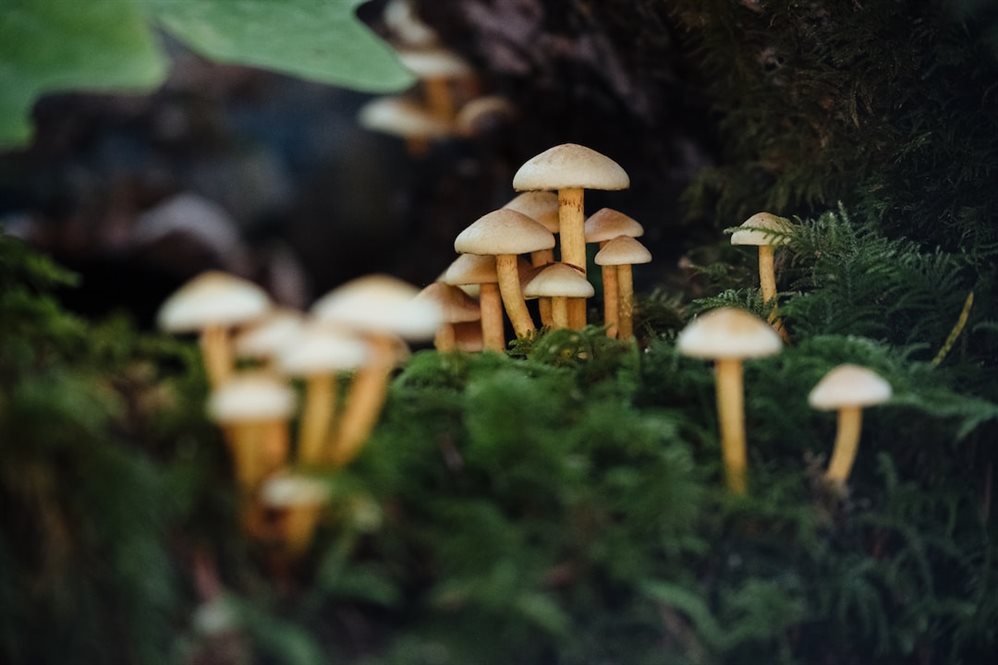 Ульяновским грибникам рассказали о правилах безопасности в лесу