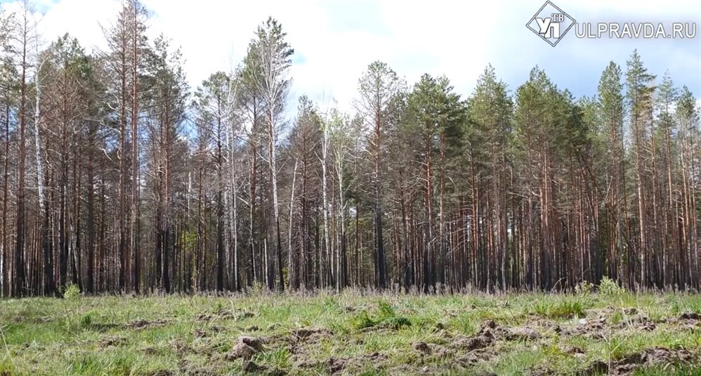 Арендаторы лесных участков задолжали в бюджет региона более трёх миллионов рублей