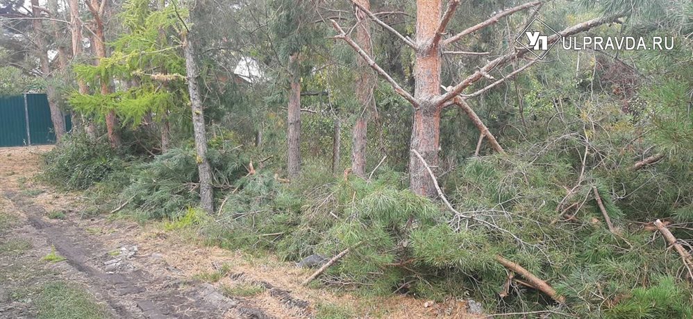 В Ульяновске вырубают деревья. Дачники протестуют, власть считает законным
