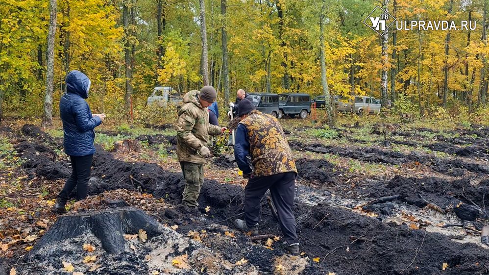 Ульяновские волонтеры высадили больше шести тысяч деревьев