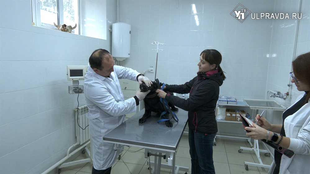 В Ульяновске выбрали лучших ветеринаров