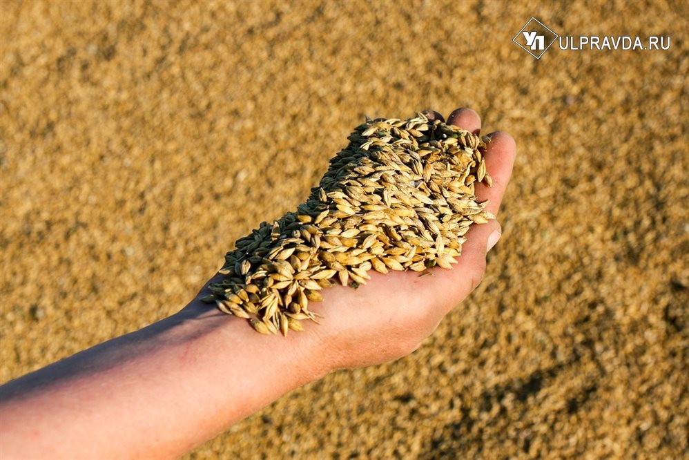 Купить Зерно В Ульяновской Области