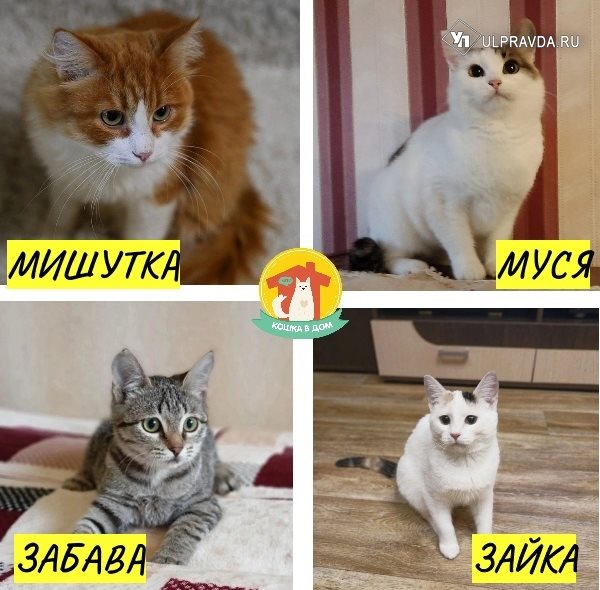 «Магазин котиков» из Ульяновска вышел в полуфинал международной премии