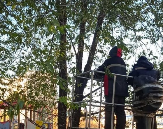 97 аварийных деревьев снесли в Ульяновске за неделю