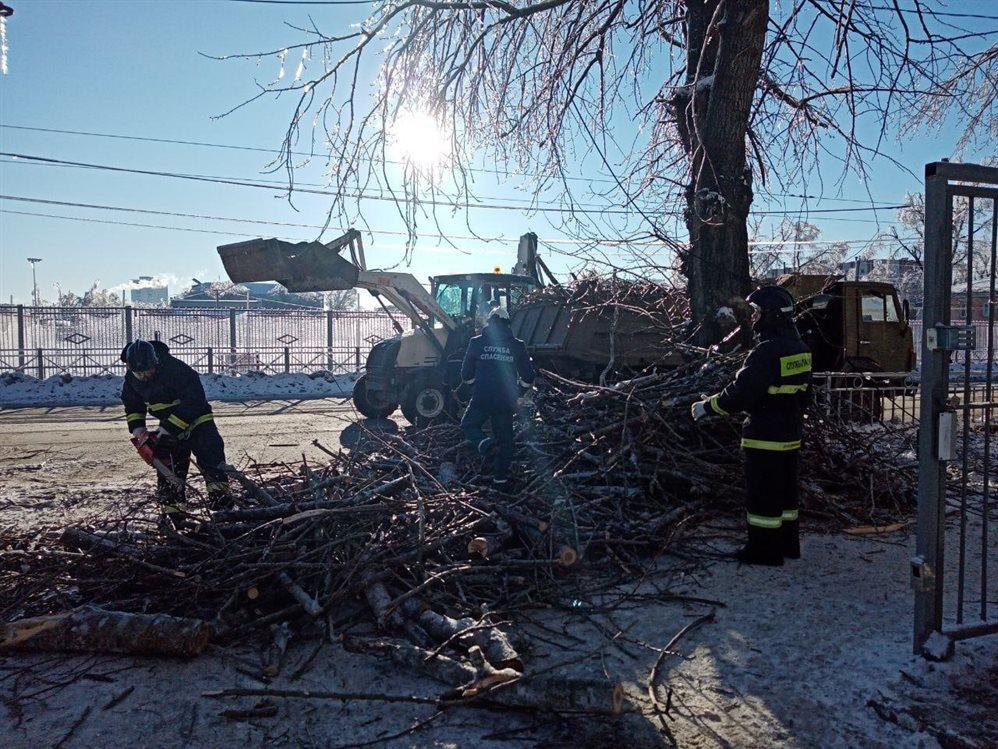 В Ульяновске городские службы обработали порядка 650 пострадавших от ледяного дождя деревьев