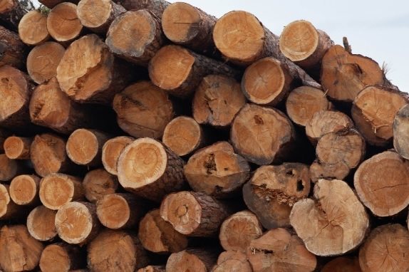 За пользование лесами в бюджет поступило 347 миллионов рублей