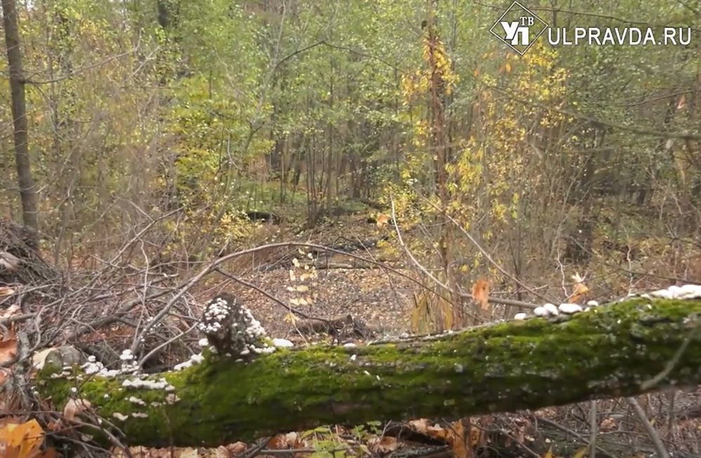 Глава ульяновского минприроды опровергла информацию о сносе 300 деревьев в Винновской роще