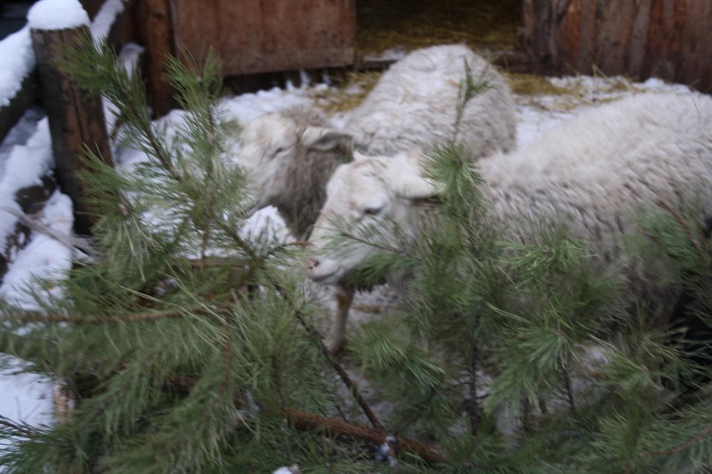 Отслужившие новогодние елки пойдут на корм животным ульяновского зоопарка