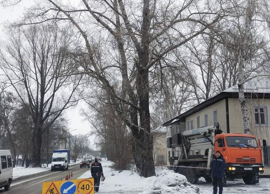 В Ульяновске за неделю снесли 36 аварийных деревьев