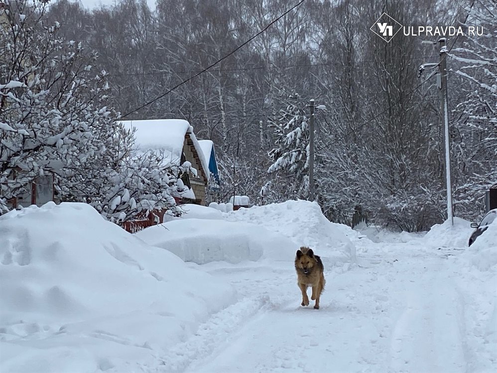 На ОСВВ собаку не съели. В Ульяновске возобновились проблемы с бездомными животными