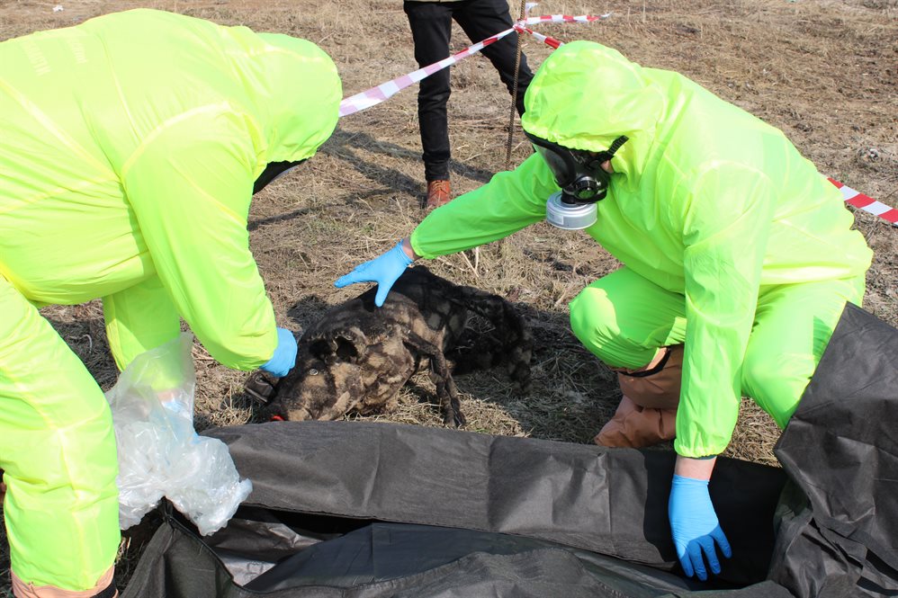 Ульяновские ветеринары поучаствовали в учениях по ликвидации Африканской чумы свиней