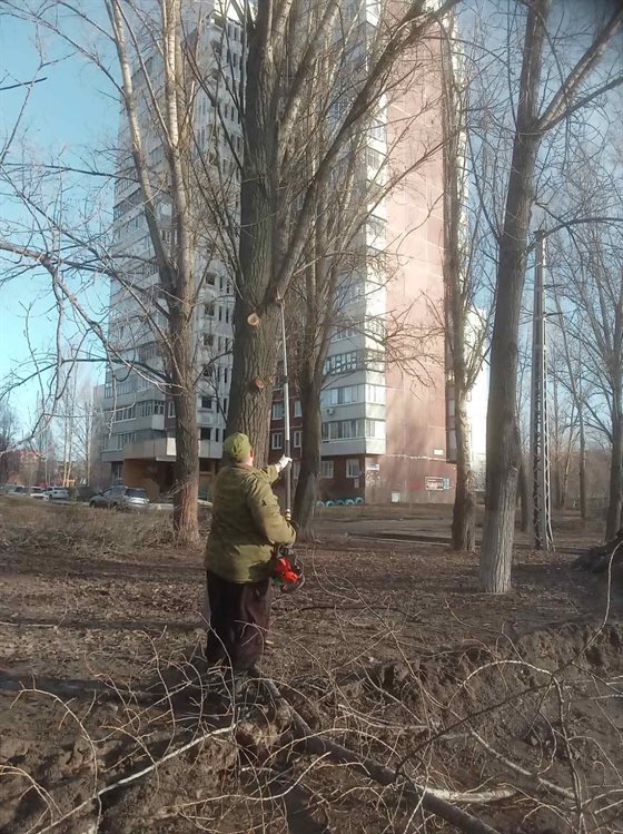 В Ульяновске за неделю снесли 51 аварийное дерево