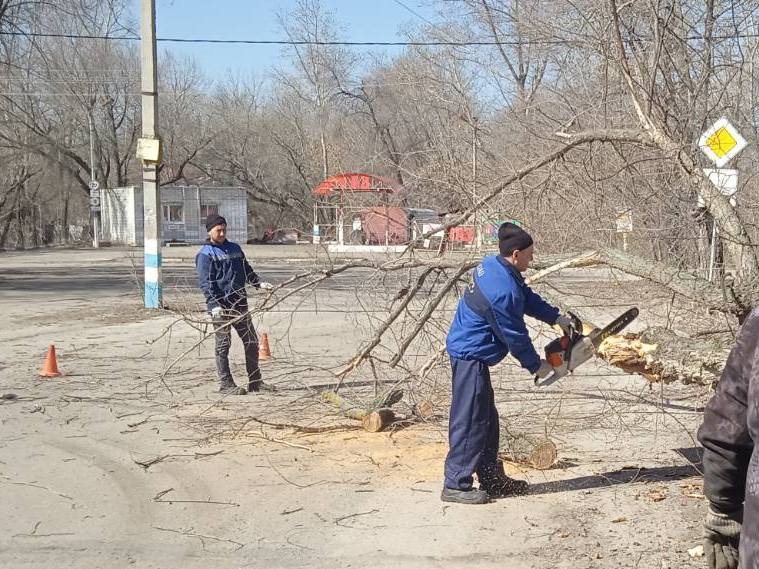 Почти 50 аварийных деревьев снесли в Ульяновске за неделю