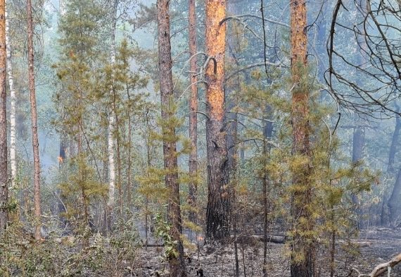 В Карсунском районе из-за поджога загорелся лес