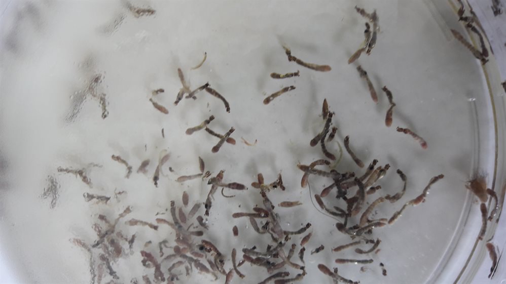 В семи реках Ульяновской области обнаружены личинки черной мошки