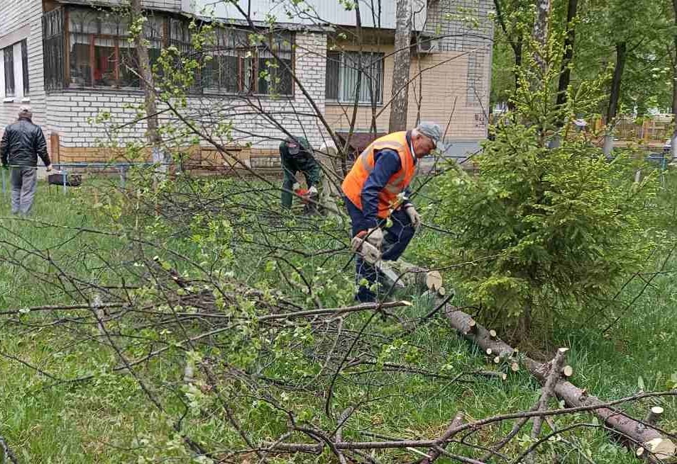У школ и детских садов Ульяновска убрали 27 опасных деревьев