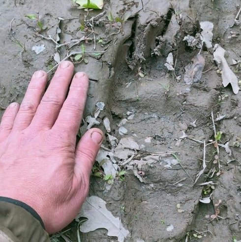 В барышском лесу заметили следы медведя