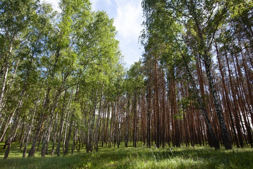 В защитных лесах Николаевского района незаконно построили два дома. В деле разбиралась прокуратура