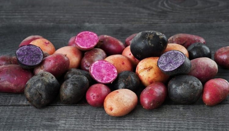 Ульяновцы выбирают картошку разную - чёрную, розовую, красную