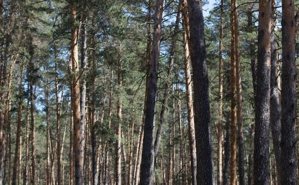 В Ульяновской области стартует акция «Чистый лес»