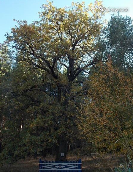 Был языческий, стал православный. Почему Пичеурский дуб может стать «Деревом года»
