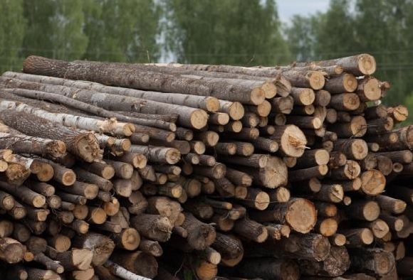 Жители региона могут получить древесину по льготной цене