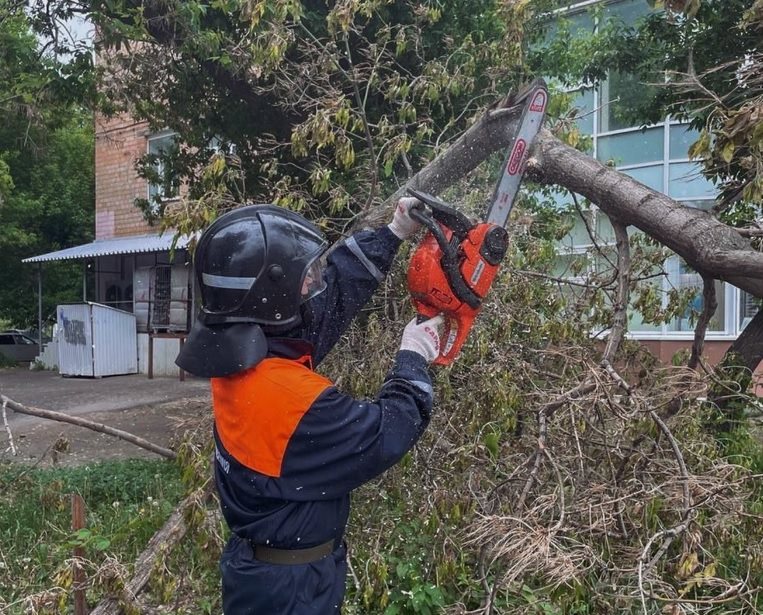 На улице Минаева упало аварийное дерево