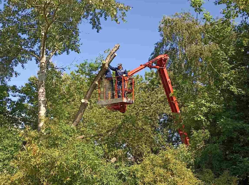 В Ульяновске за неделю снесли 147 аварийных деревьев