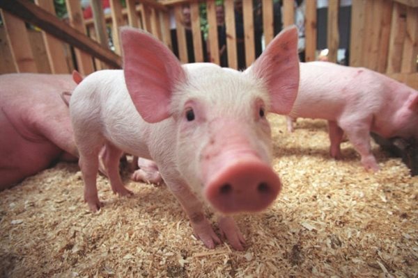 В Сурском районе ликвидировали очаги африканской чумы свиней