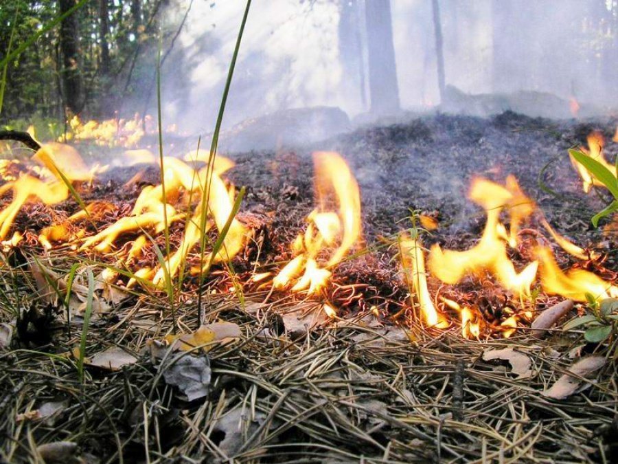 В лесах Ульяновской области сохранится высокая пожарная опасность