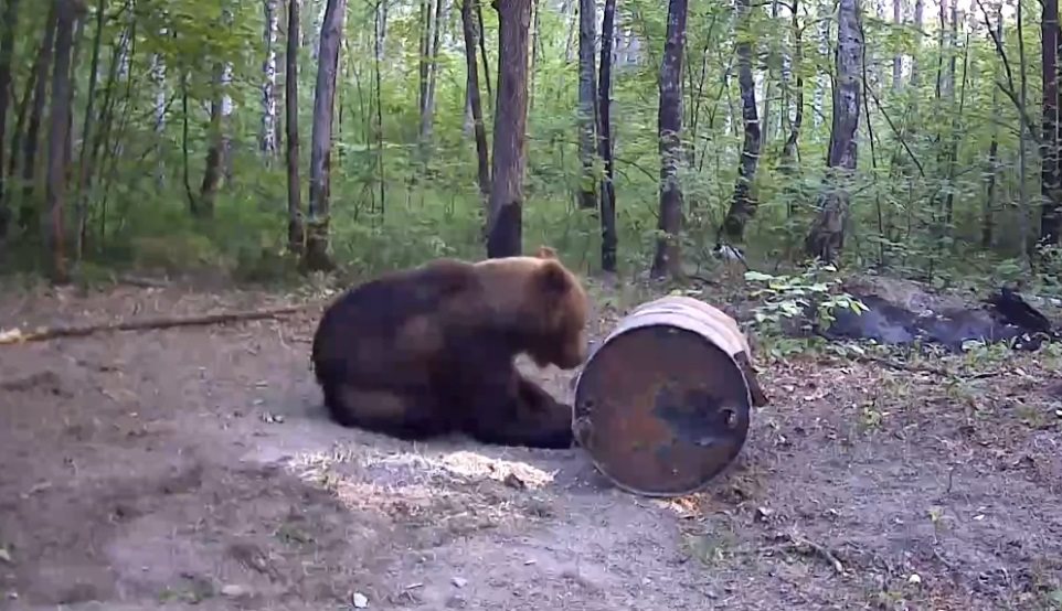 По Ульяновской области разгуливают четыре бурых медведя и два медвежонка