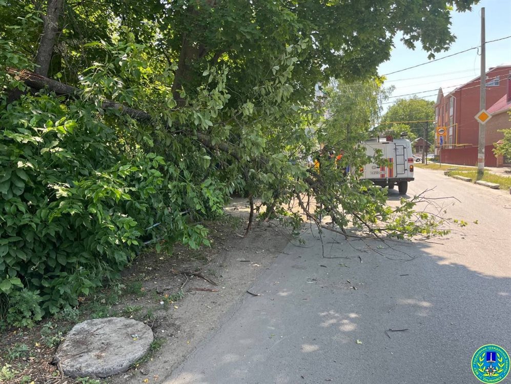 На севере Ульяновска рухнуло дерево и перегородило дорогу